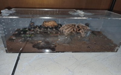 Kandang Akrilik Dekorasi Jembatan HItam Untuk Tarantula Terrestrial 10 x 10 x 20 Cm (SECOND)